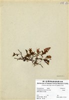 藏品(厚邊蕨)的圖片